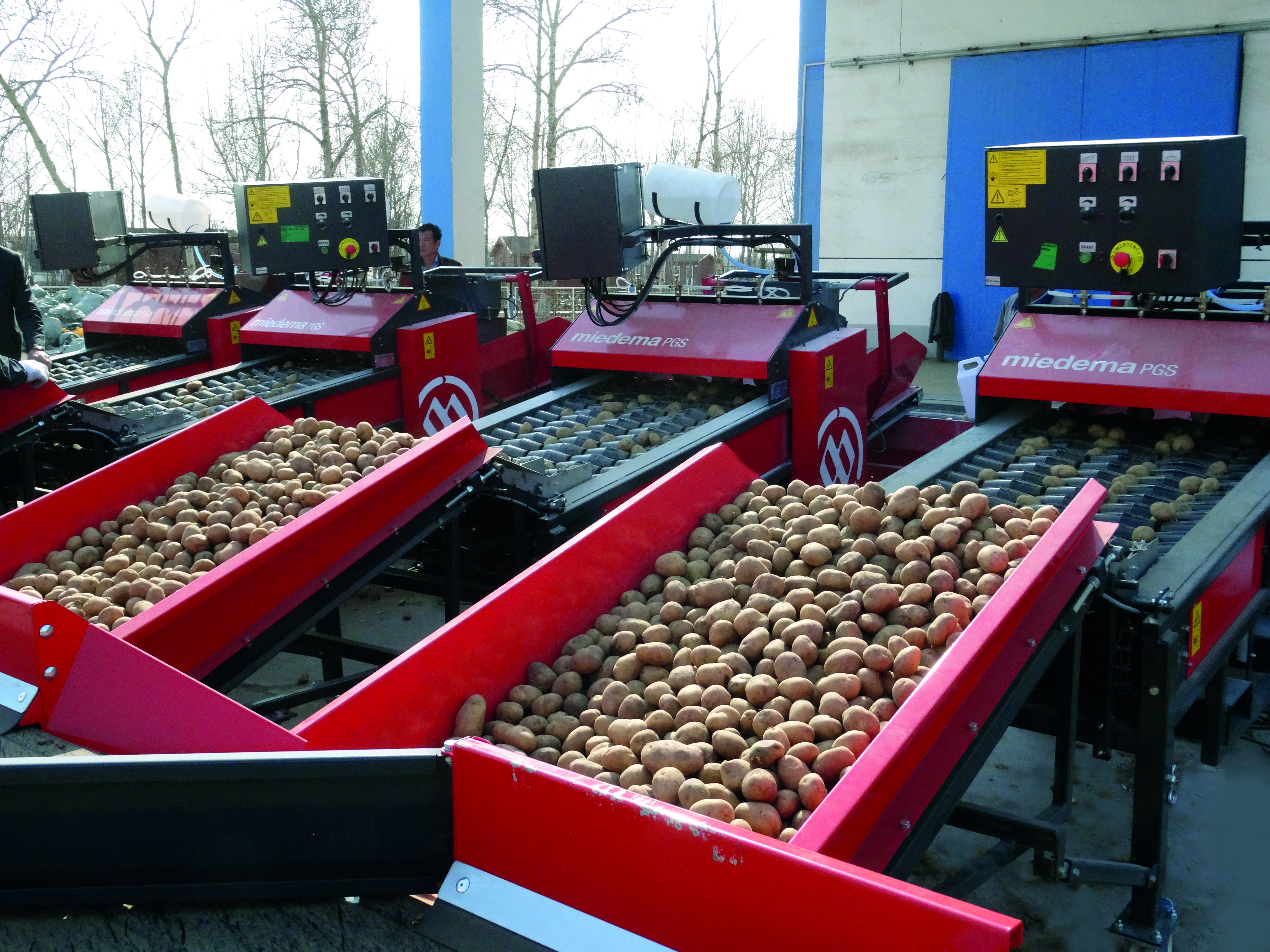 Krajalnica sadzeniaków Miedema