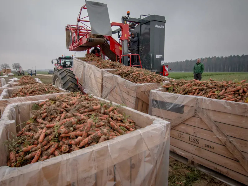 GCCI (GII) - afladen 2